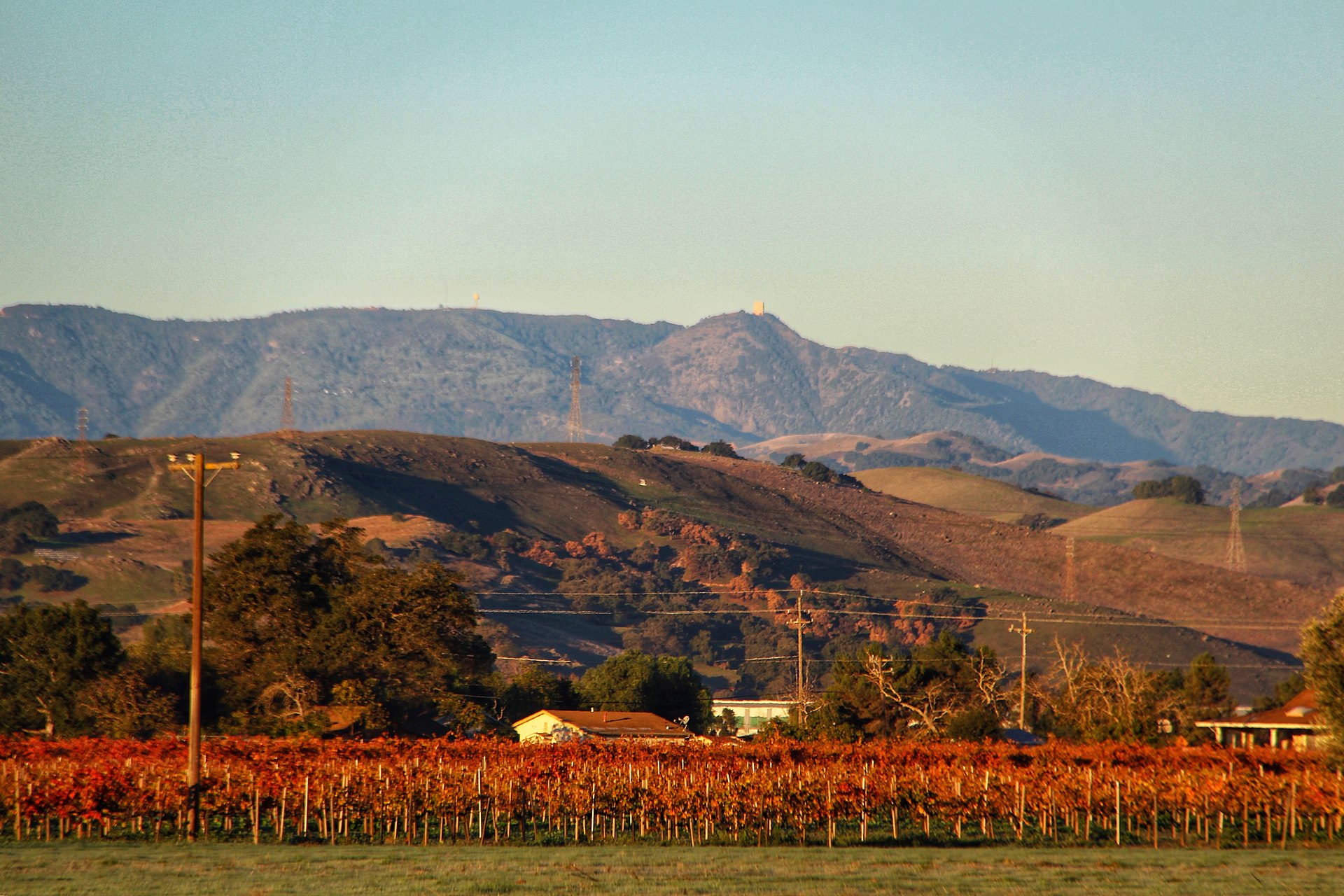 Red vineyard with oak hills behind it in Morgan Hill